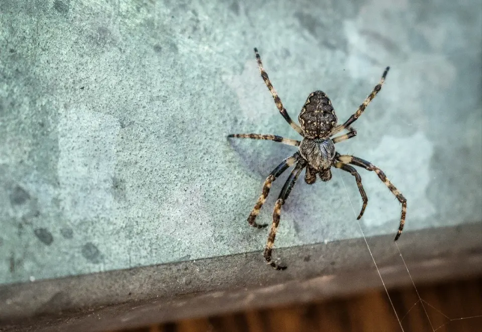 Garden spider sitting in the center of its web on a balcony